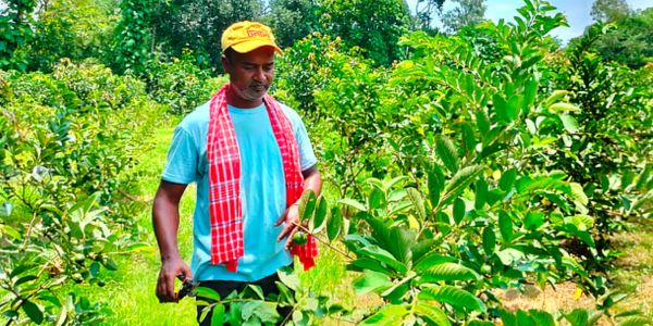 আম, আতা, পেয়ারা, কচু, আদা...কী নেই তৈয়বুরের বাগানে